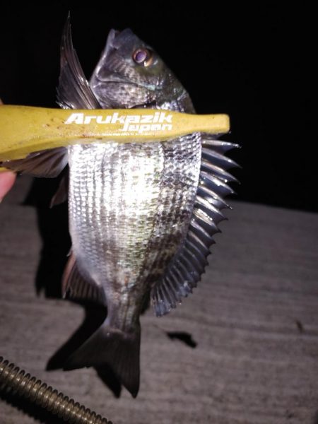 エギングからチャリコ