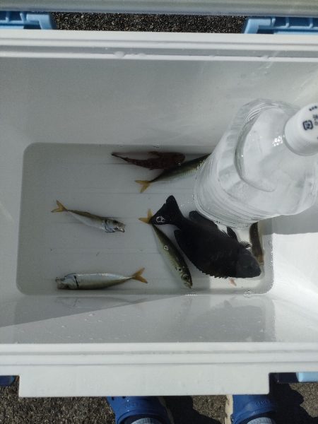 サビキ、泳がせ