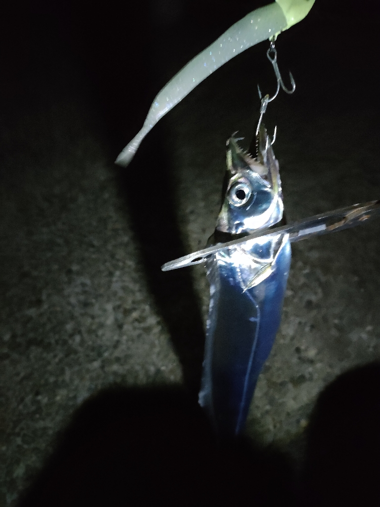 久々にタチウオ