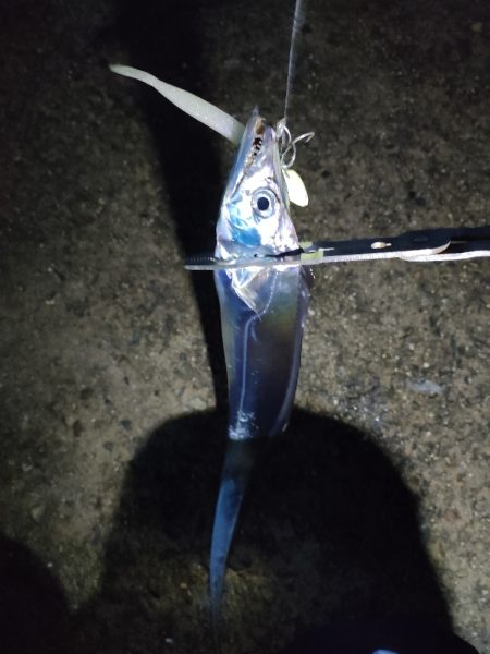 タチウオ釣果