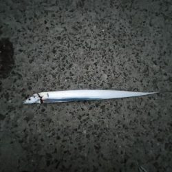 朝まずめタチウオ