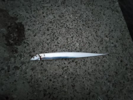 朝まずめタチウオ