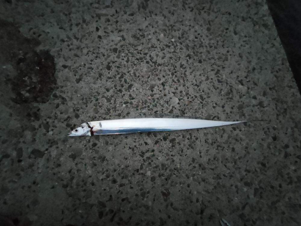 朝まずめタチウオ