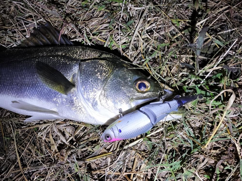 なんとかシーバスキャッチ