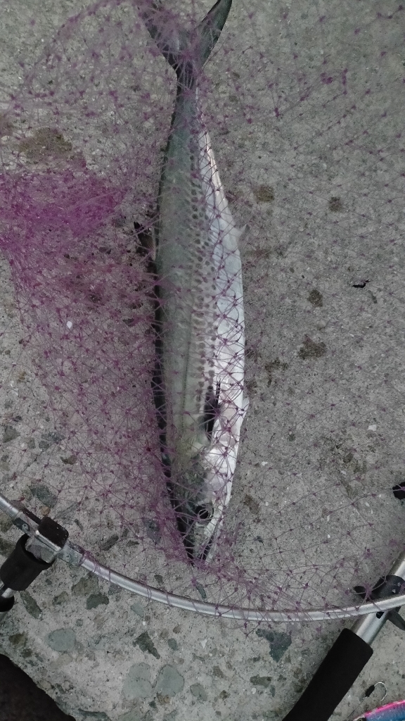 お祭り会場にて初サゴシ!嬉しい!