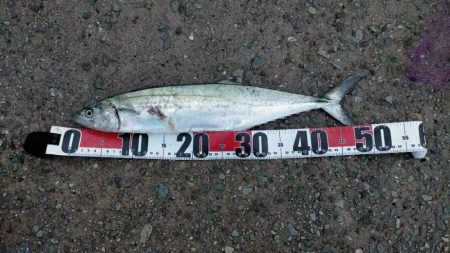 50センチクラスがポツポツ