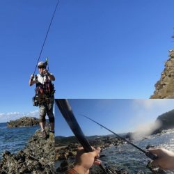 エギング大会でアオリイカ