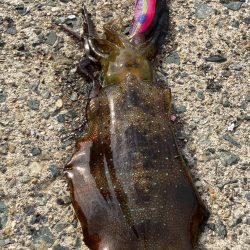 日本海 ラストエギング?