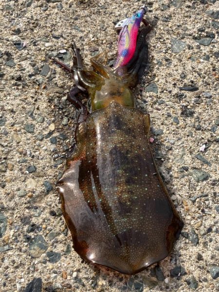 日本海　ラストエギング？