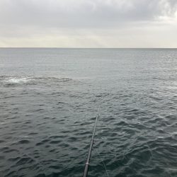 たかたかの釣り日記