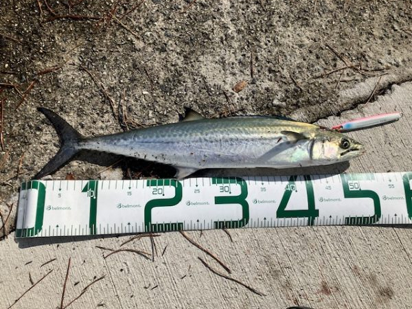 サゴシ君こんにちは