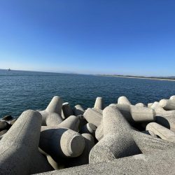 ヒラメと青物狙い