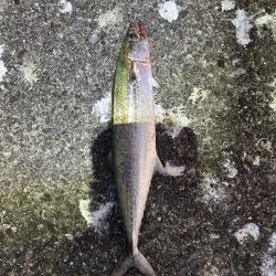 なんとかサゴシ