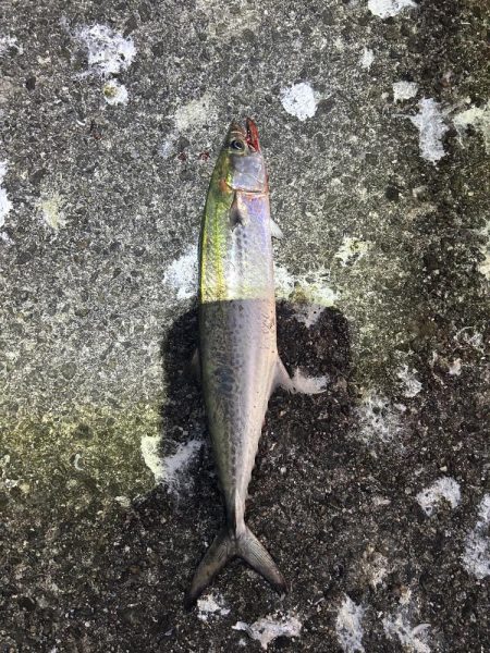 なんとかサゴシ