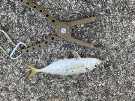 今日もアジング