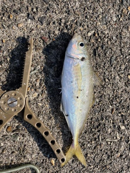 安定のアジング