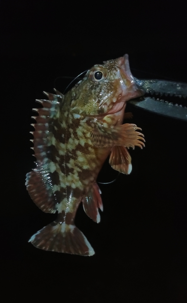 泉南ライトソルト好調