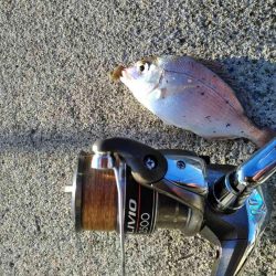 塩釜港　餌釣り　ハゼ　真鯛の子供