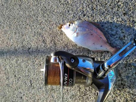 塩釜港　餌釣り　ハゼ　真鯛の子供