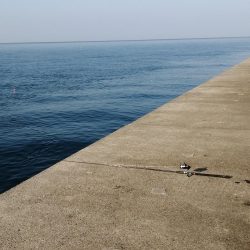 青物　アジのノマセ(泳がせ)釣りが楽しい！