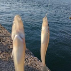 僅かな時合いを捉える事が出来ました