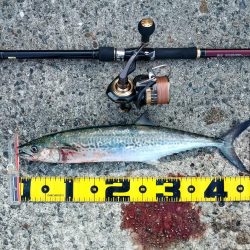 メタルバイブのみに反応有り