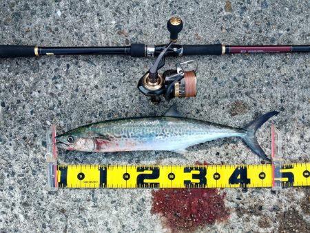 メタルバイブのみに反応有り