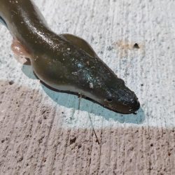 こんな魚も釣れるんですね!