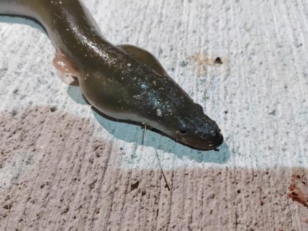 こんな魚も釣れるんですね!