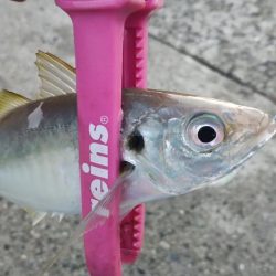 久々のアジング