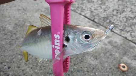 久々のアジング