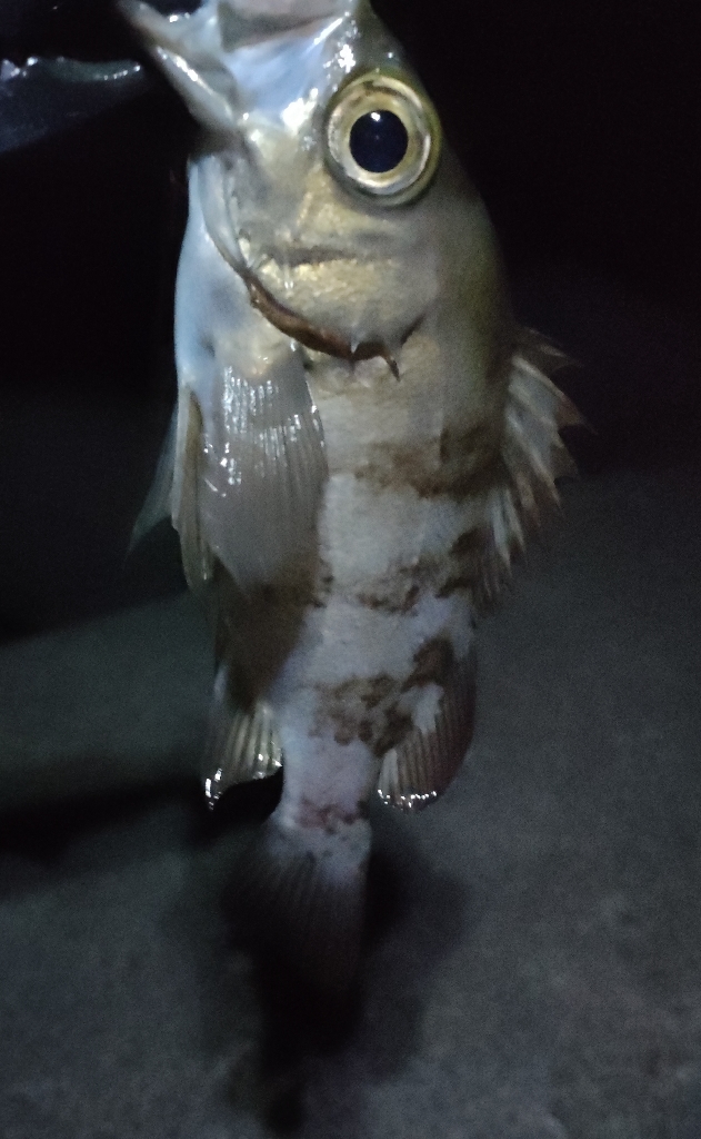 阪南ライトソルト