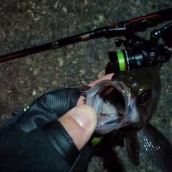 2023/11/07 南港ライトゲーム釣行　メバル狙い