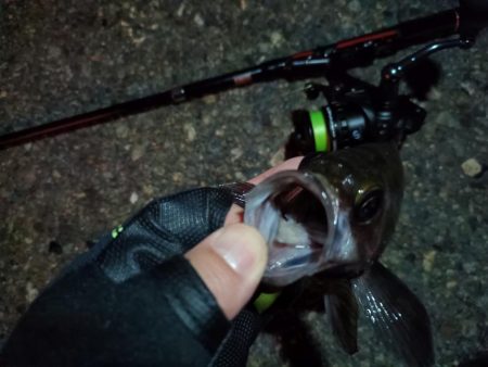 2023/11/07 南港ライトゲーム釣行　メバル狙い