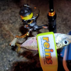 2023/11/08 南港ライトゲーム釣行 (小アジ狙い)