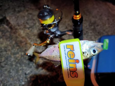 2023/11/08 南港ライトゲーム釣行 (小アジ狙い)