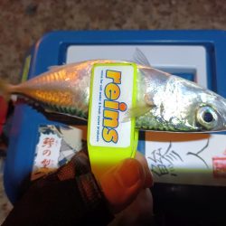 2023/11/09 南港ライトゲーム釣行 (小アジ狙い)