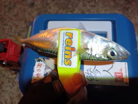 2023/11/09 南港ライトゲーム釣行 (小アジ狙い)