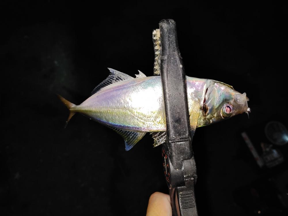 アジング＠南港