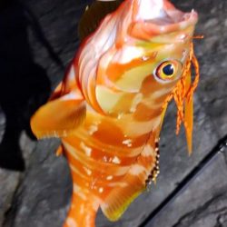 美味しい根魚アンド脳汁ドッバドバ。