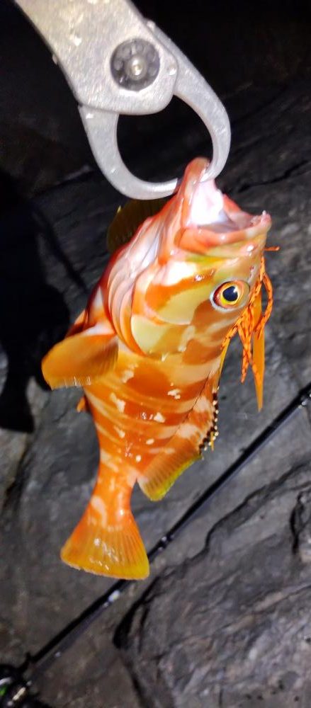 美味しい根魚アンド脳汁ドッバドバ。