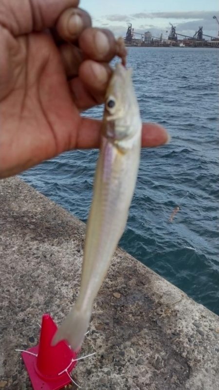 僅かな時合いが有りました