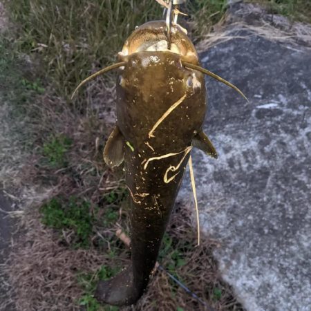 やっぱり着いてた。