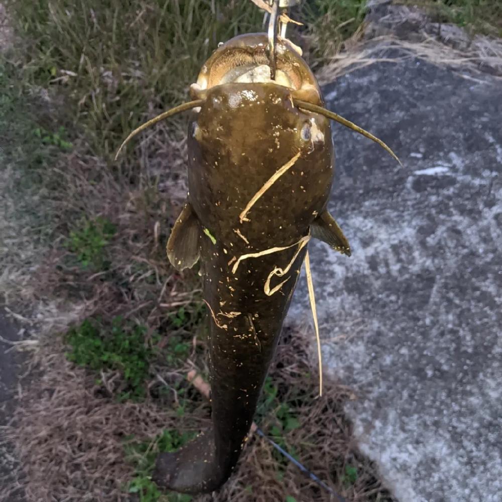 やっぱり着いてた。