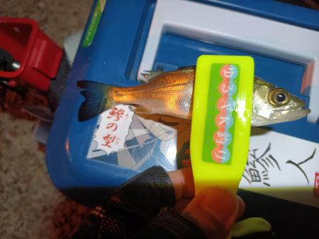 2023/11/11 南港ライトゲーム釣行 (小アジ狙い)