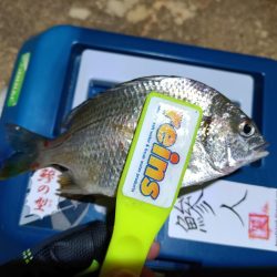 2023/11/13 南港ライトゲーム釣行 (小アジ狙い)