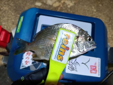 2023/11/13 南港ライトゲーム釣行 (小アジ狙い)