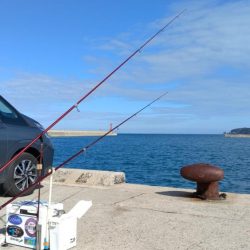 淡路都志港の落ちギス調査