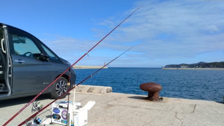 淡路都志港の落ちギス調査