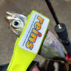 2023/11/14 南港ライトゲーム釣行 (アジ狙い)